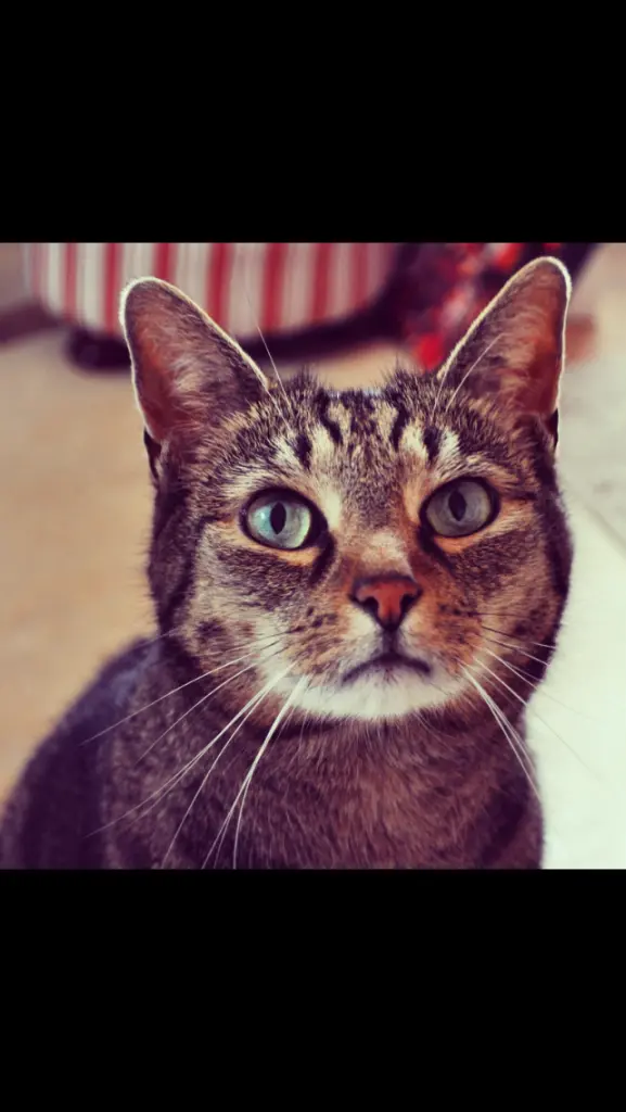 Image from Mikesh