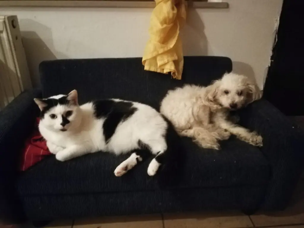 Image from Sammy