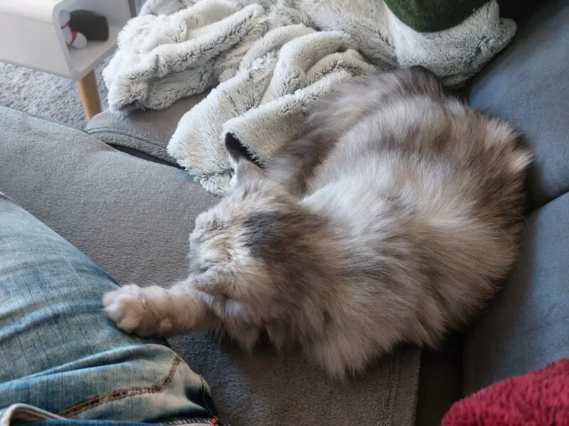 Condolence image of Daniela für Ravi's Mama Carmen