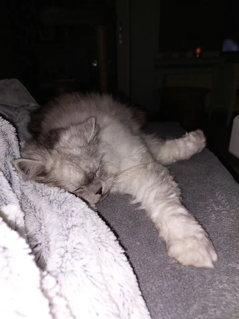 Condolence image of Daniela mit Pauline im ♥️ (+27.05.2021)