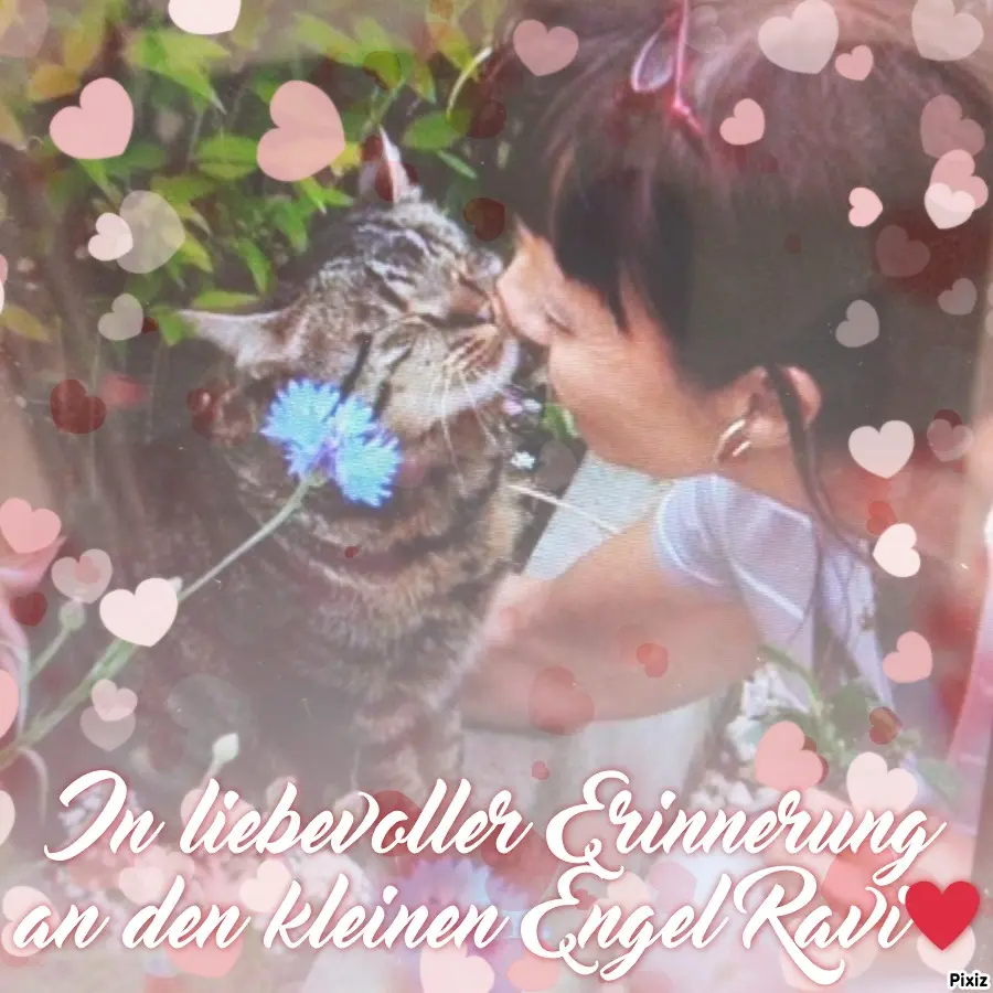 Condolence image of Für das geliebte kleine Sternchen Ravi ♥️