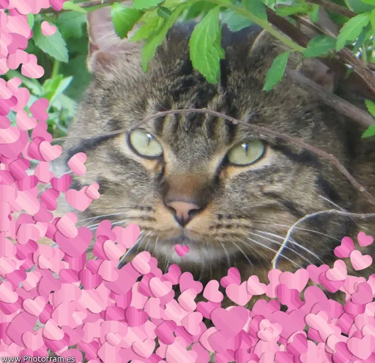 Condolence image of Mami Carmen 