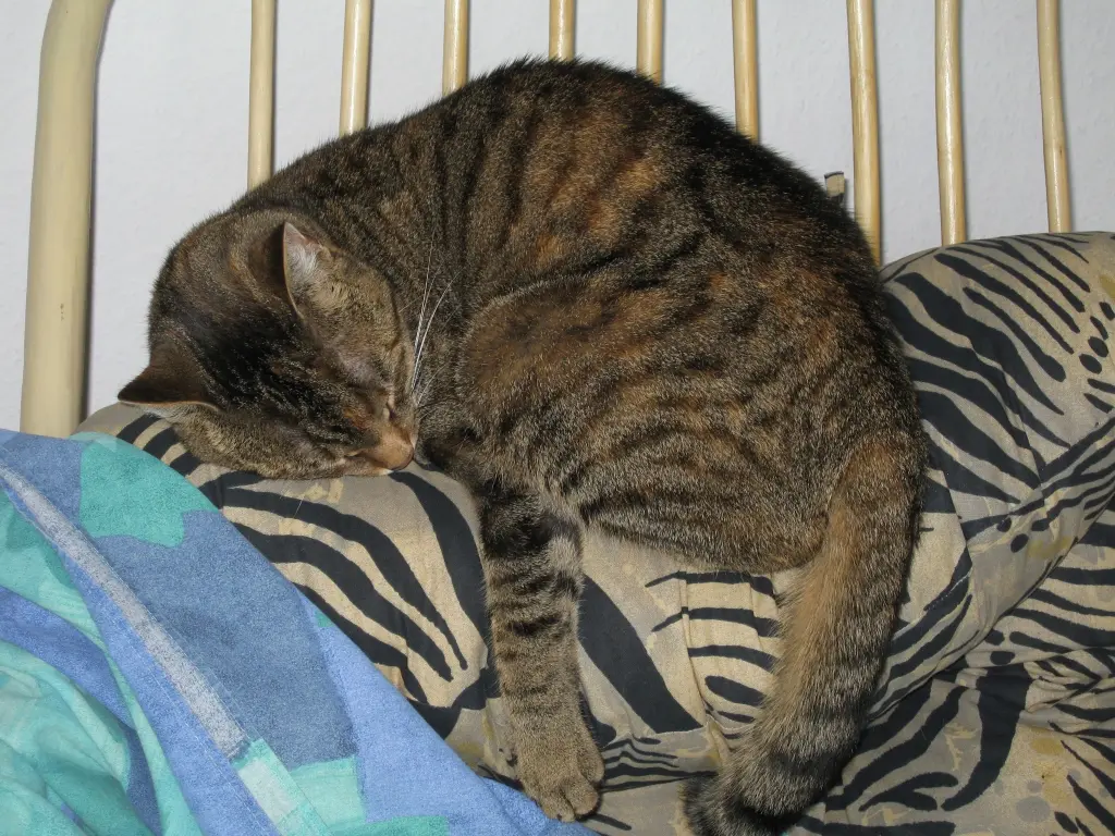 Condolence image of für den Engel Ravi von Christie