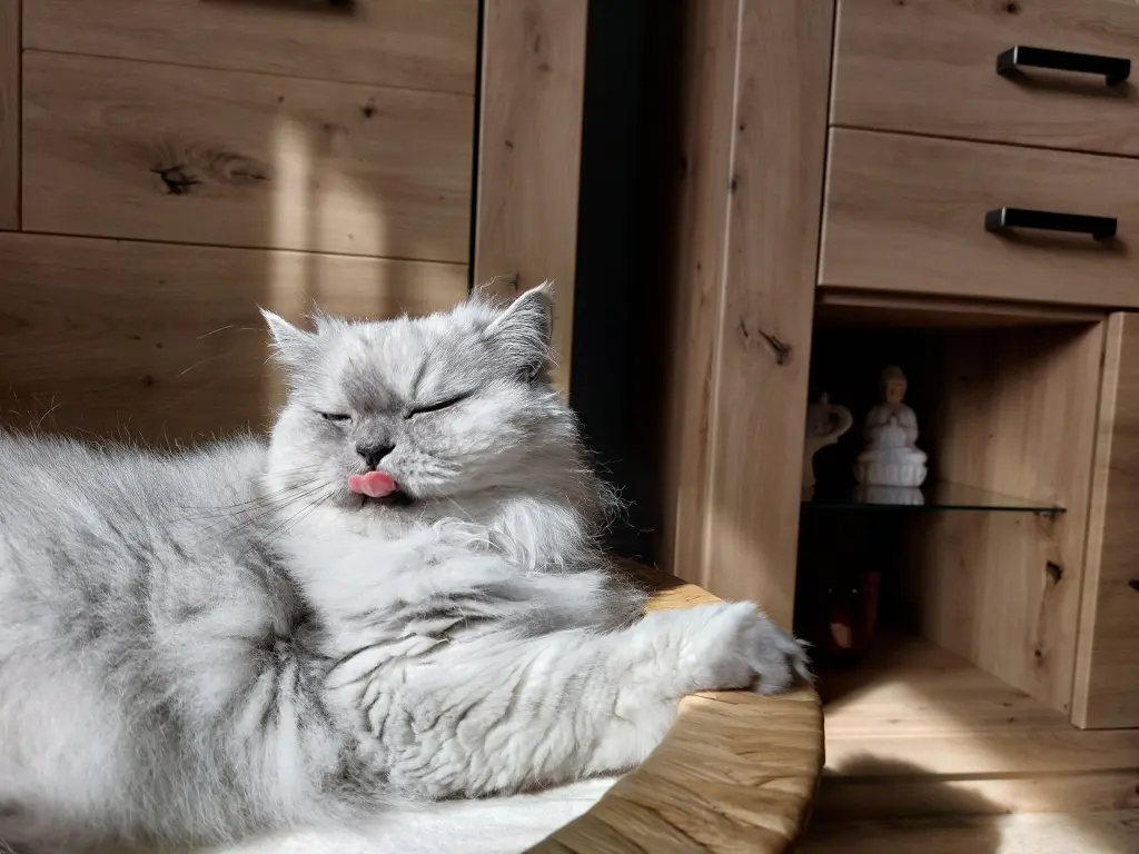 Condolence image of Daniela  mit Paulinchen im ❤️