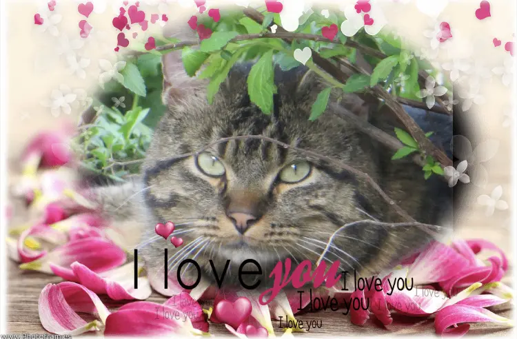 Condolence image of Deine Mommy