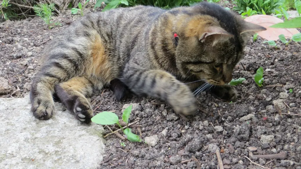 Condolence image of Ravis Menschenmami