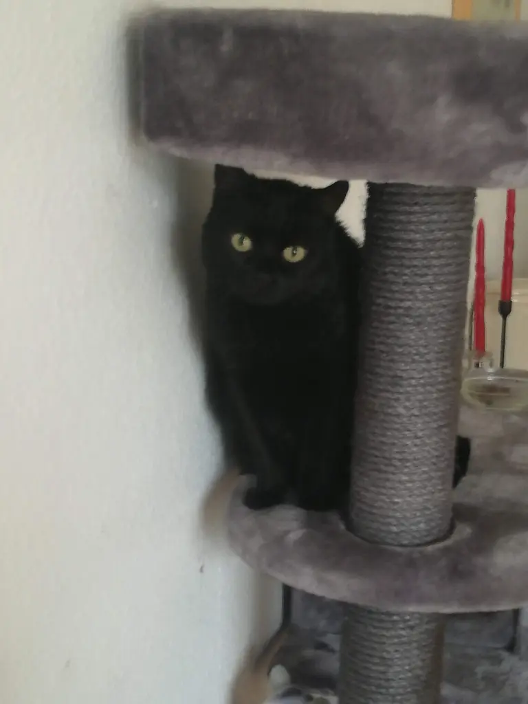 Image from Püppie