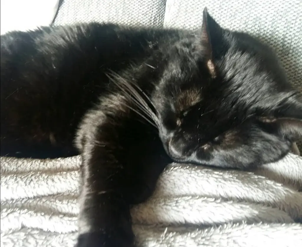 Image from Püppie