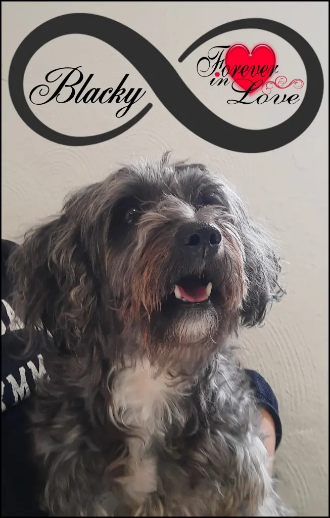 Image from Blacky