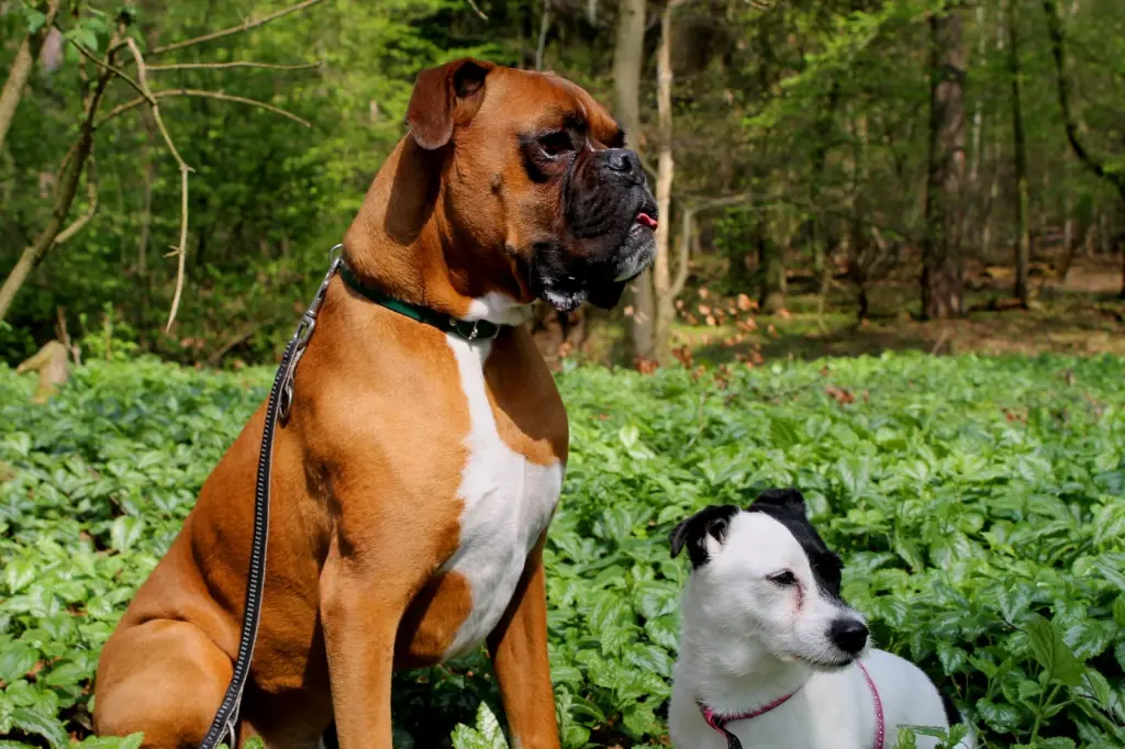 Bild von Dexter