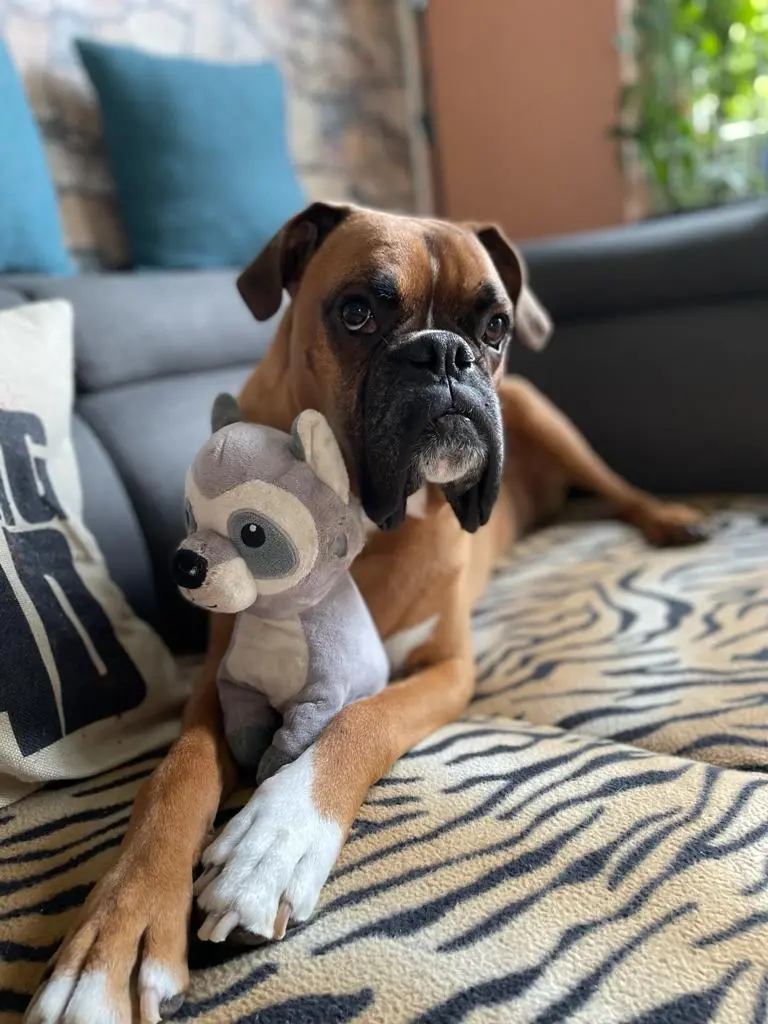 Bild von Dexter
