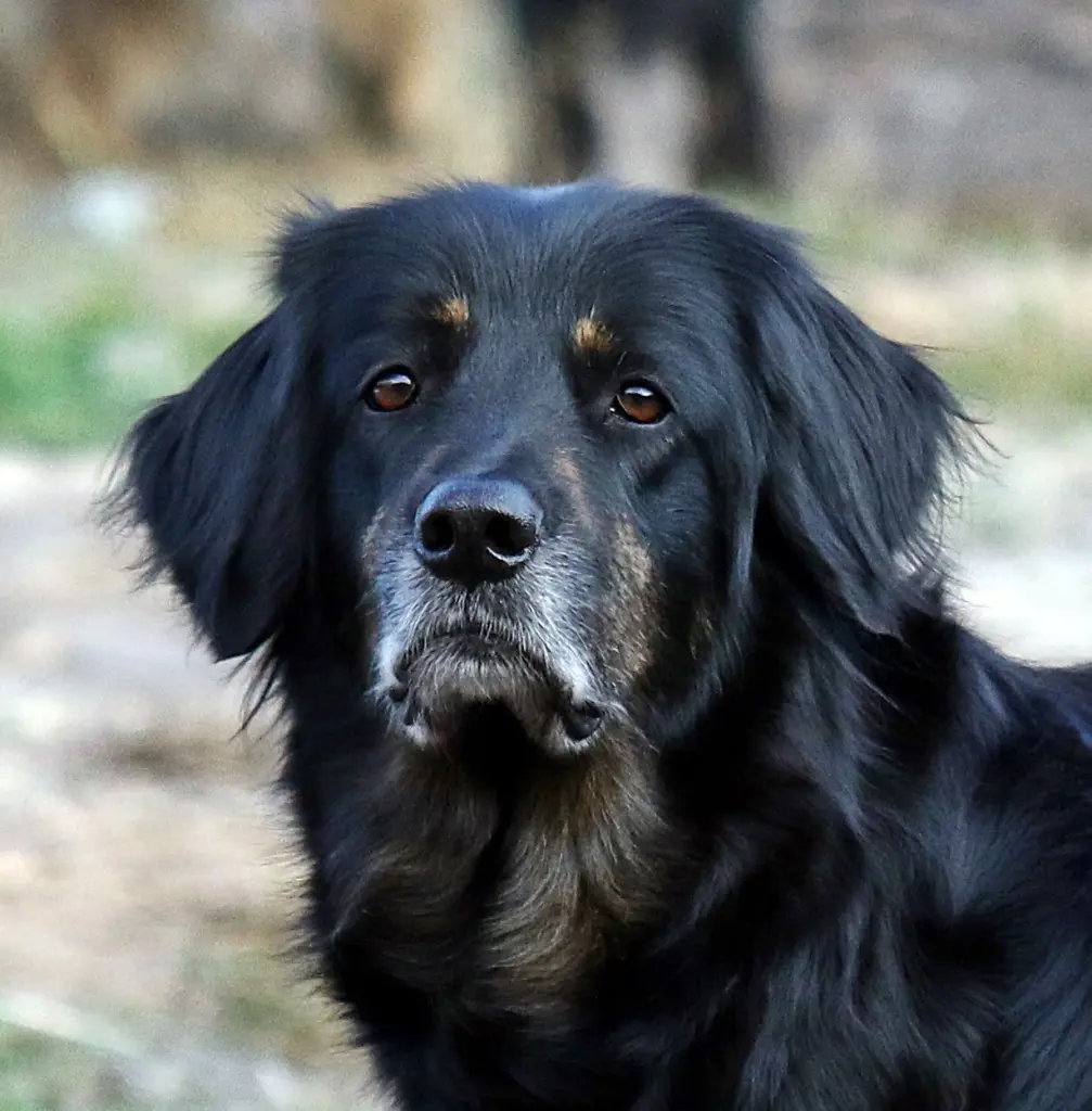 Image from Tara