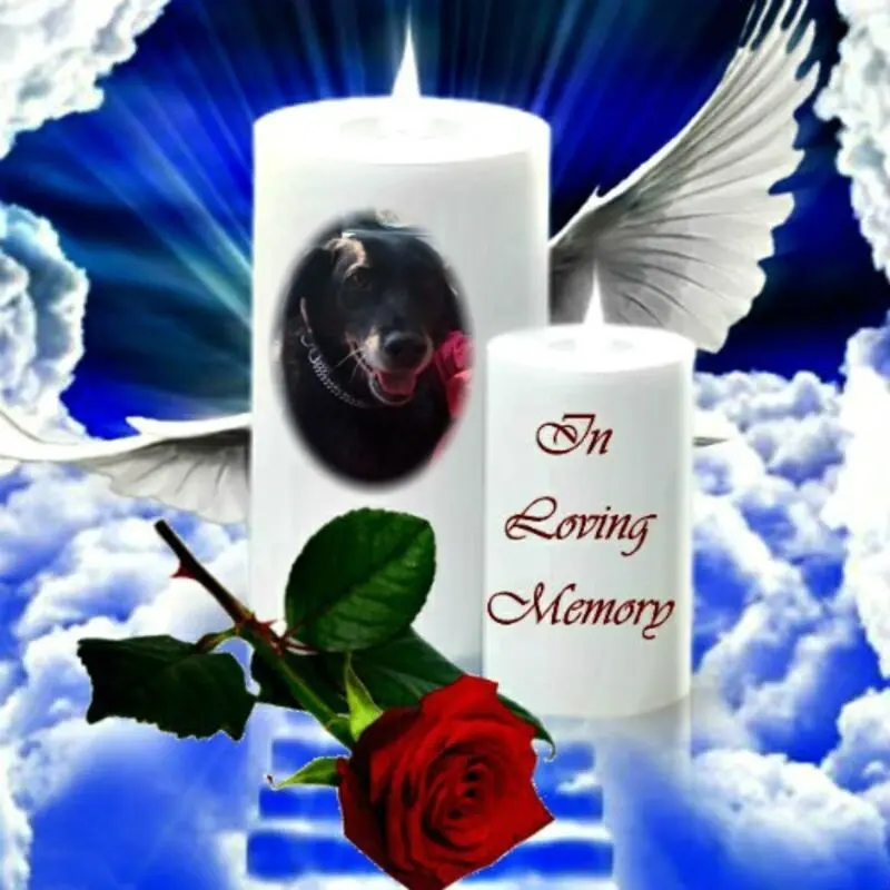 Condolence image of ❤️❤️❤️❤️❤️❤️❤️❤️❤️❤️❤️❤️❤️❤️