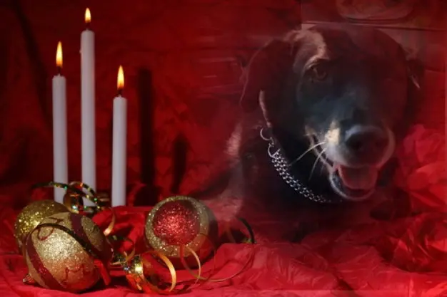 Condolence image of Patricia mit Bunny