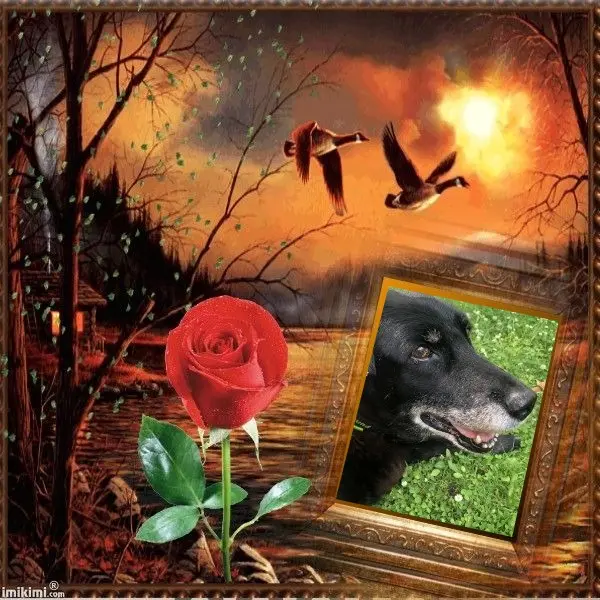 Condolence image of Sternchenpost ⭐