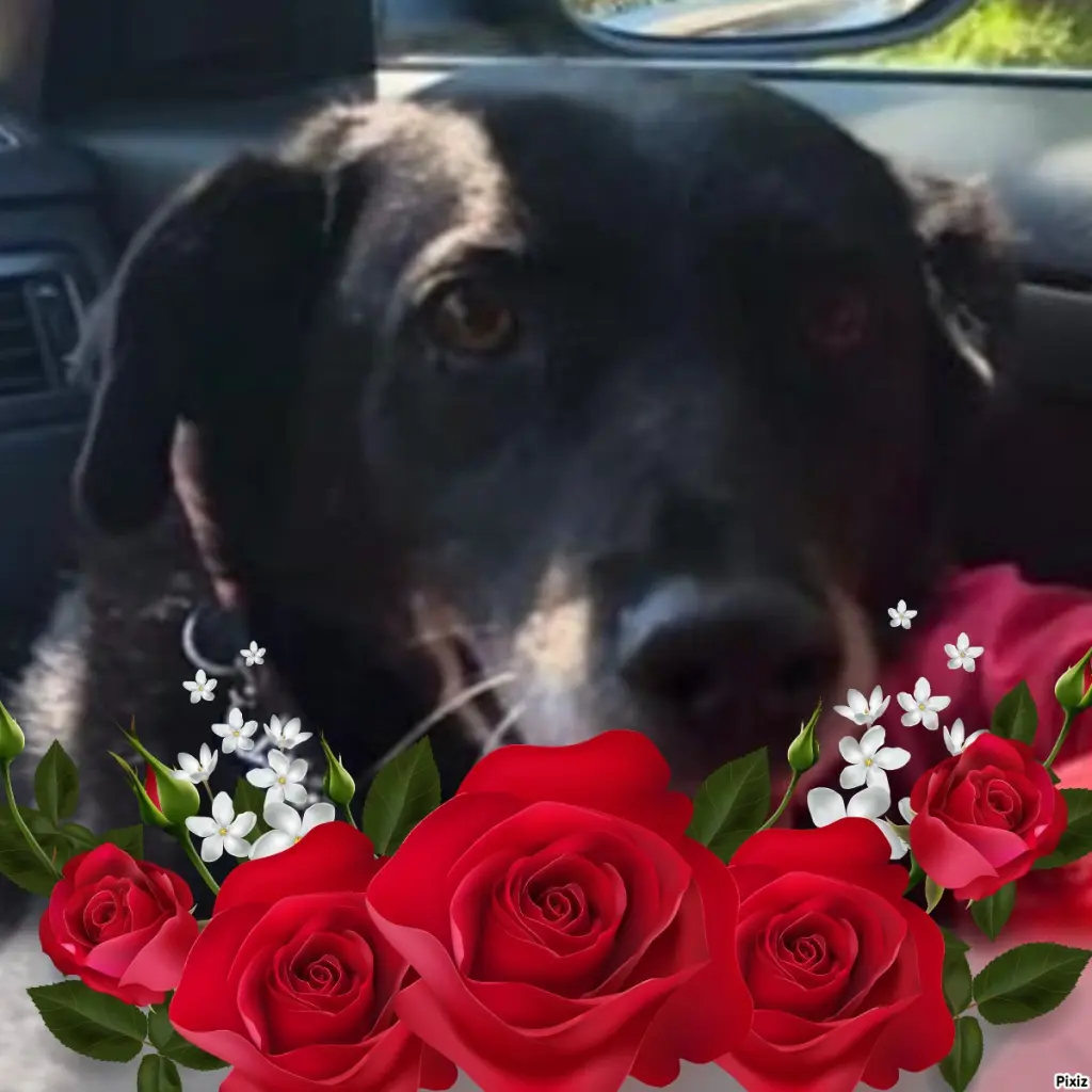 Condolence image of Sternchenpost ⭐
