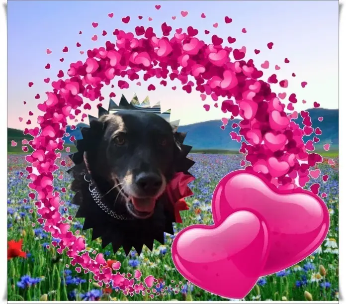 Condolence image of Sonntags❤️Rosen❤️❤️❤️❤️❤️❤️❤️❤️
