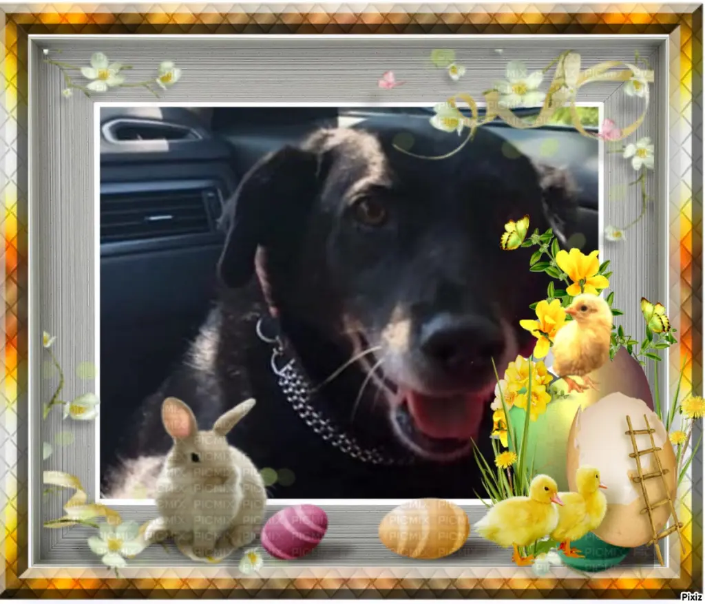 Condolence image of Patricia mit Bunny ❤