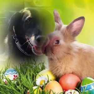 Condolence image of Frohe❤️❤️❤️Ostern❤️