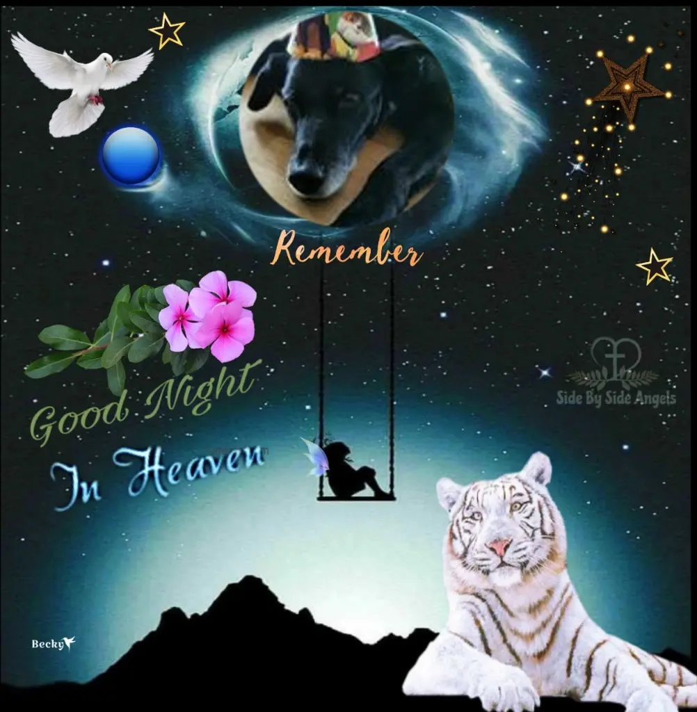 Condolence image of Gute Nacht❤️❤️❤️Mauschen❤️❤️❤️