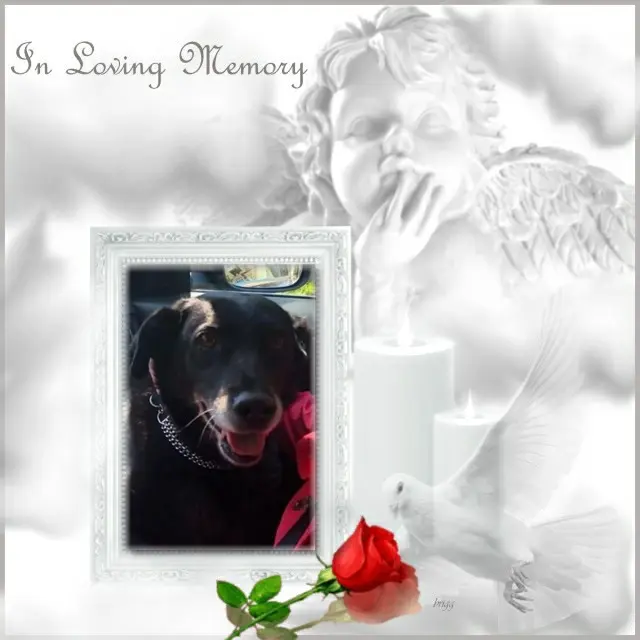 Condolence image of 1.Sternchen❤️ Gedenktag❤️