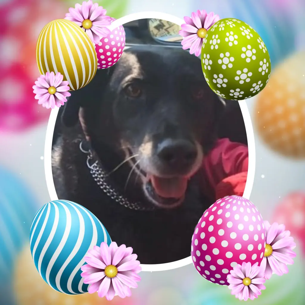 Condolence image of Liebe❤️❤️❤️OsterGruse❤️