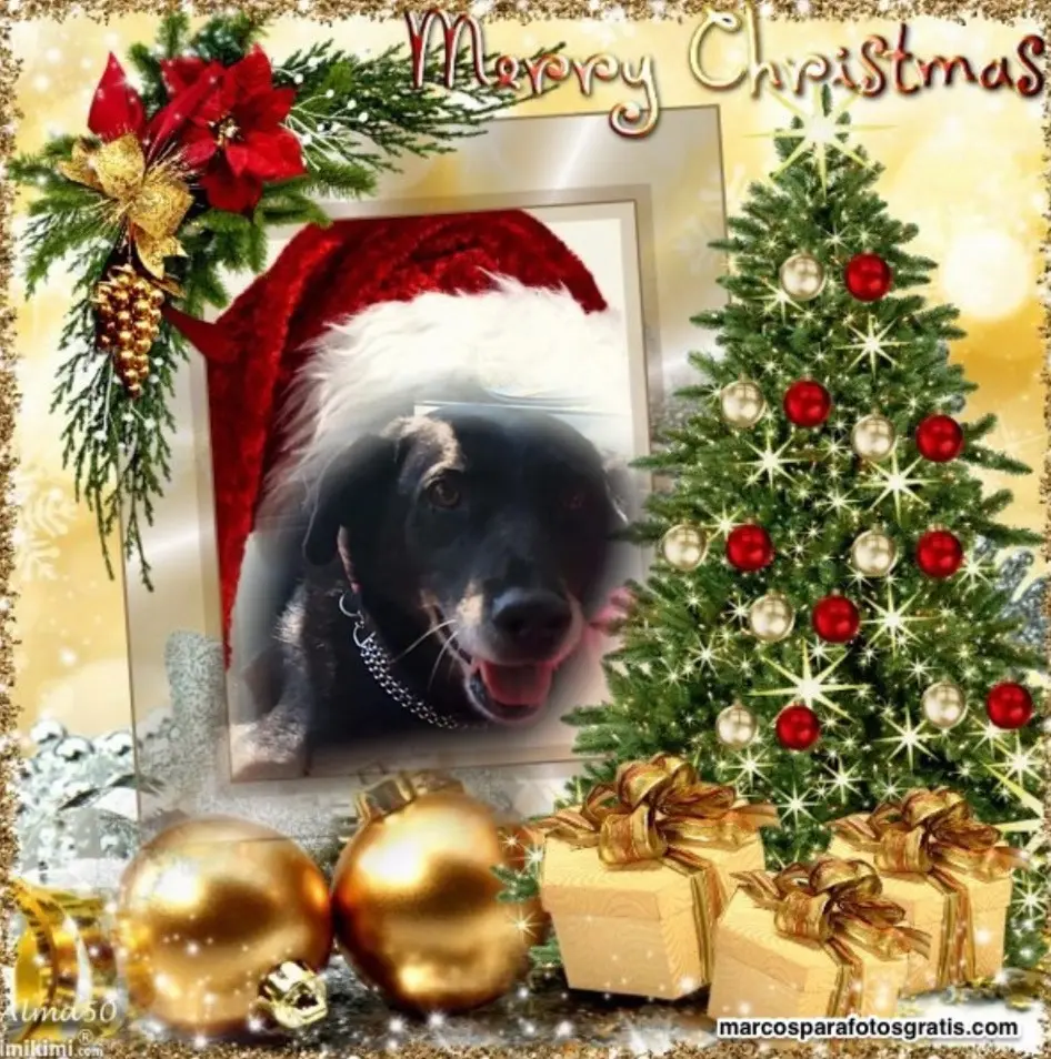 Condolence image of Frohe Weihnachten❤️⭐️❤️