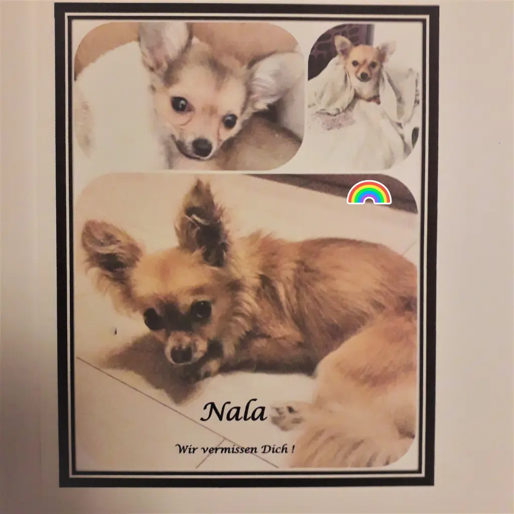 Image from Nala