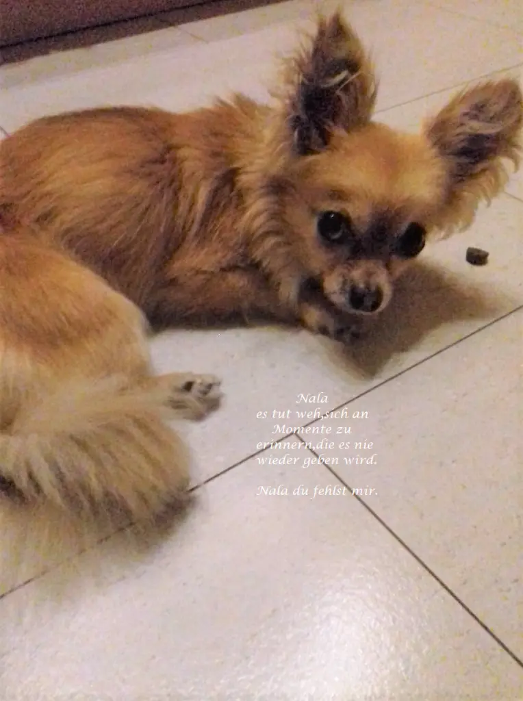 Image from Nala