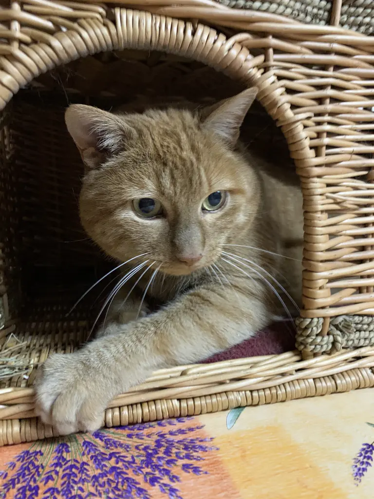 Image from Simba