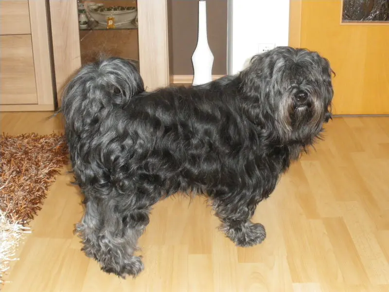 Image from Blacky