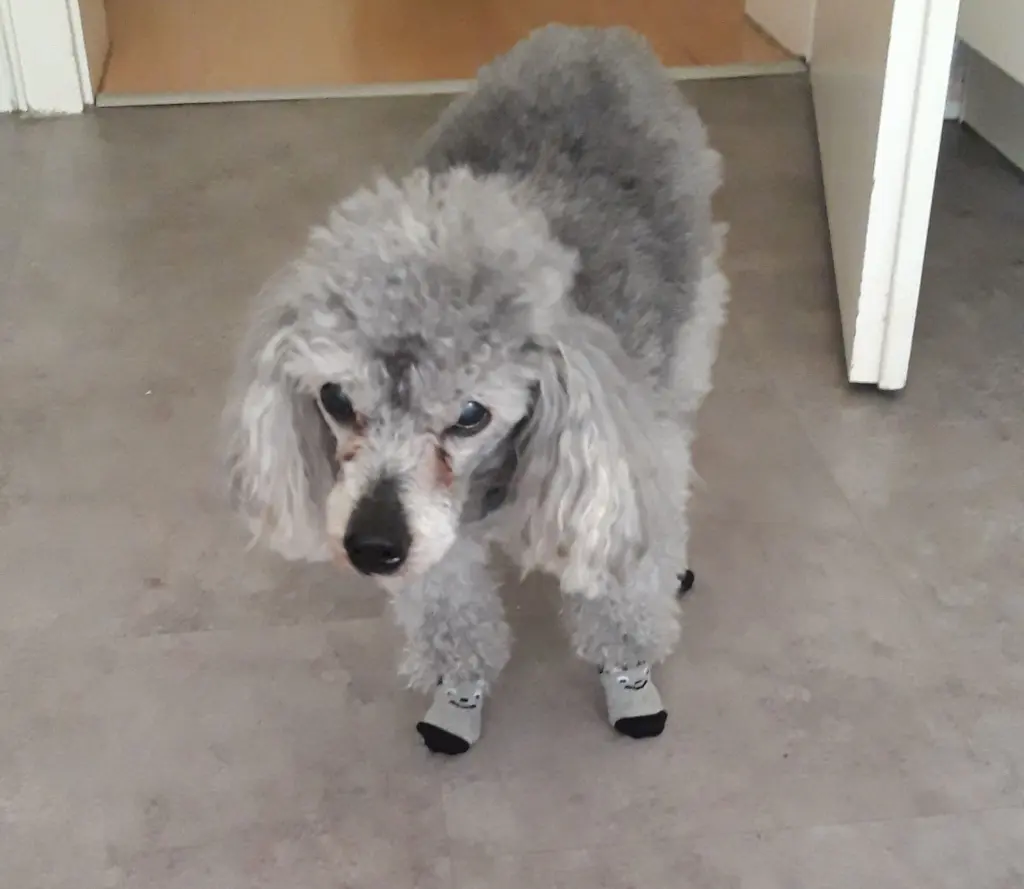 Image from Blacky