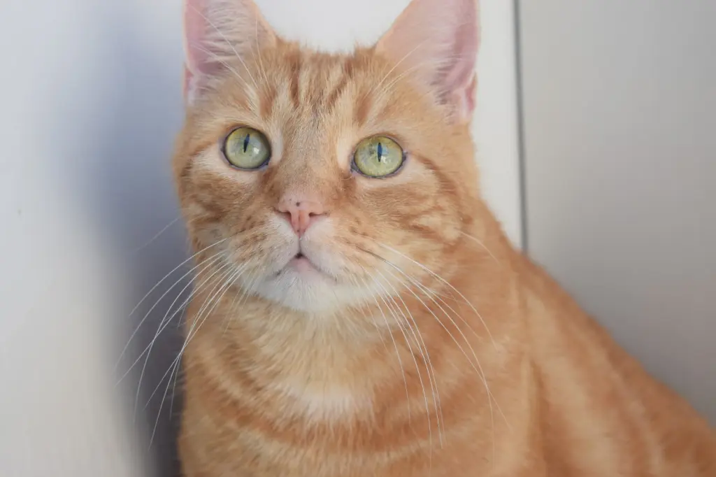 Image from Garfield 