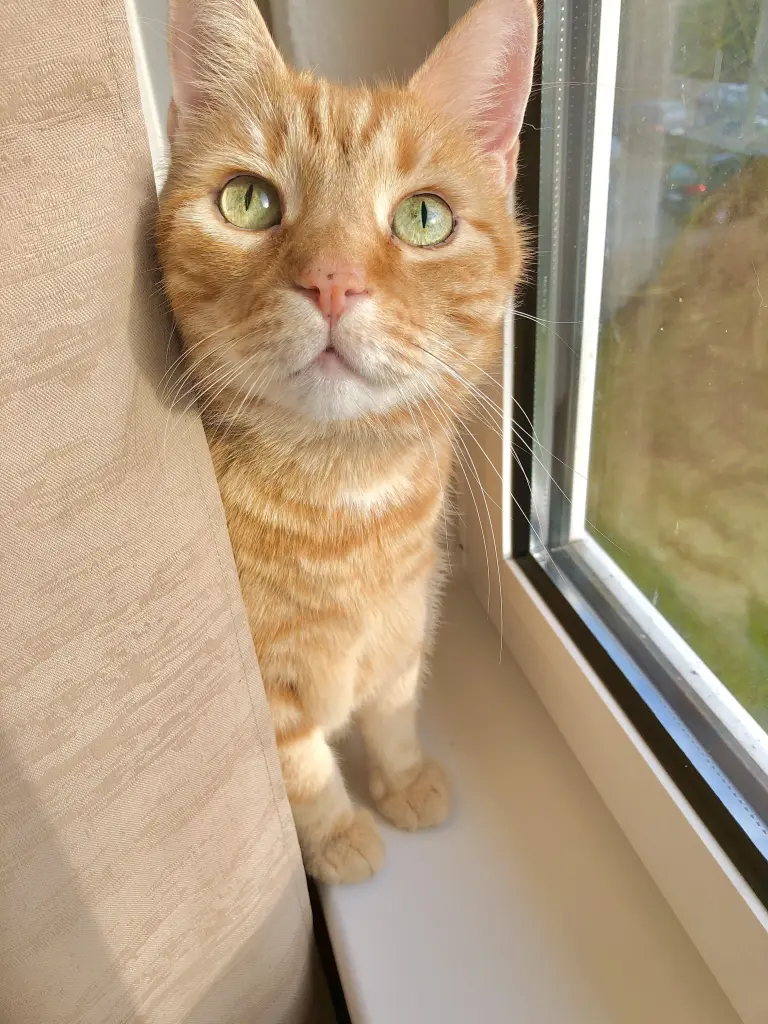 Image from Garfield 