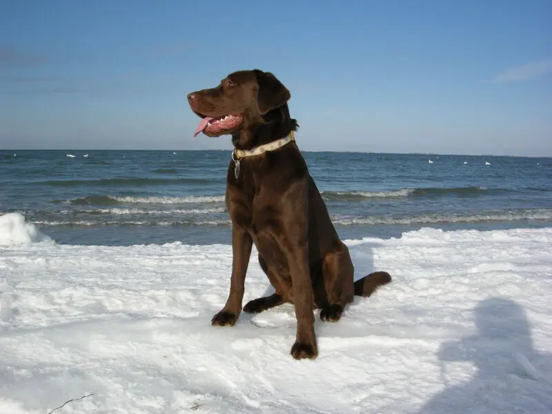 Image from Balou