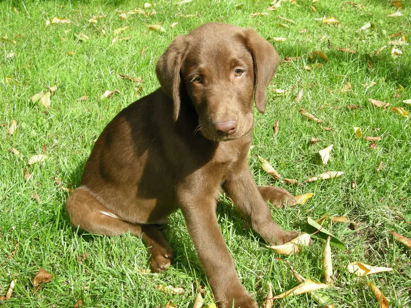 Image from Balou