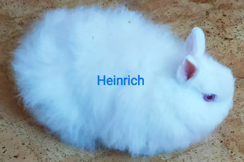 Image from Heinrich