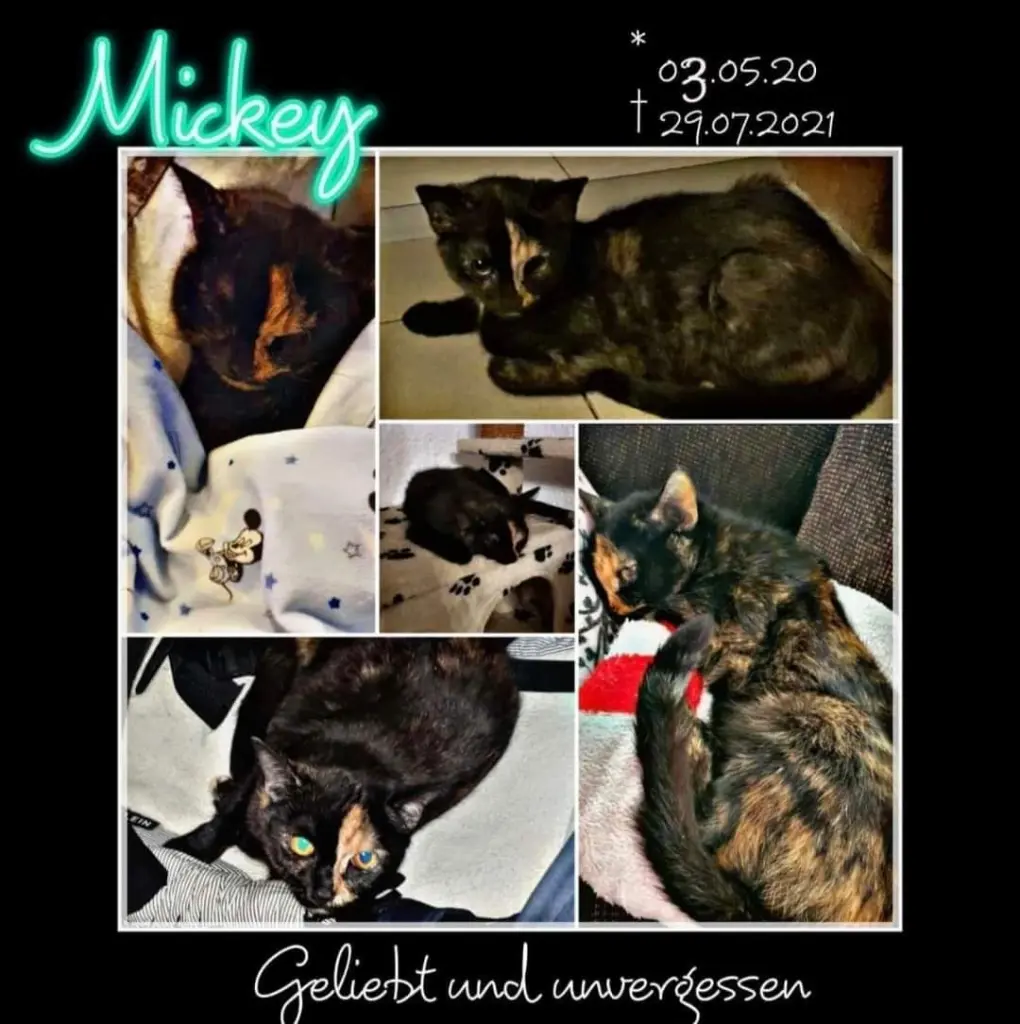 Image from Mickey