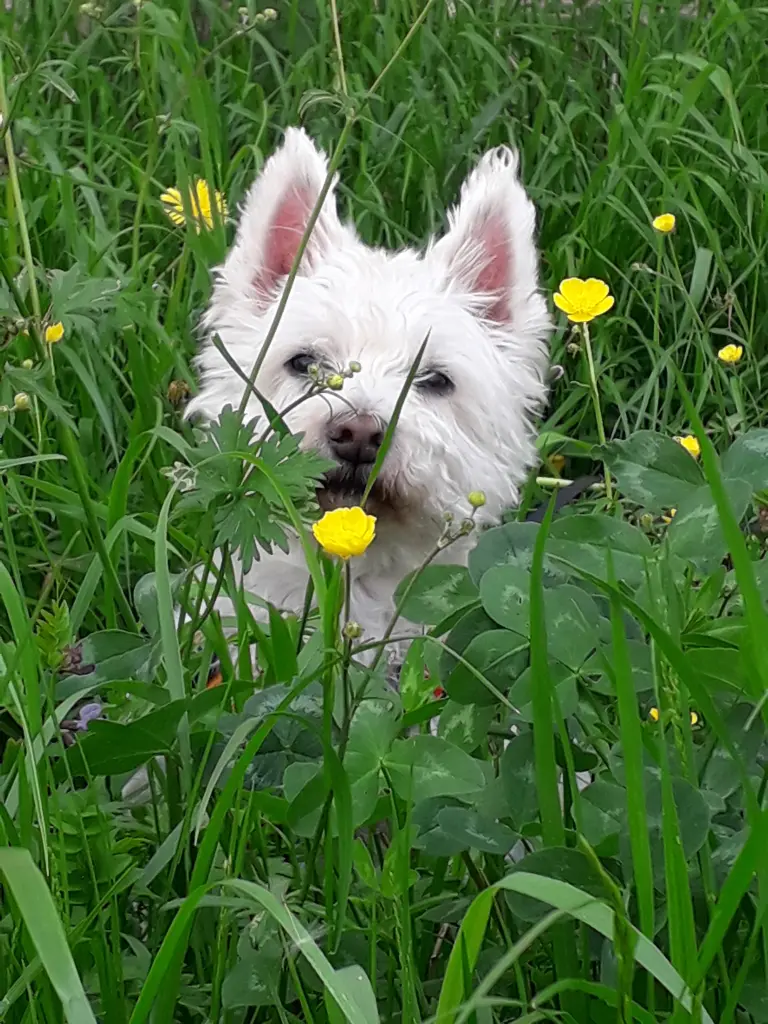 Image from Fluffi