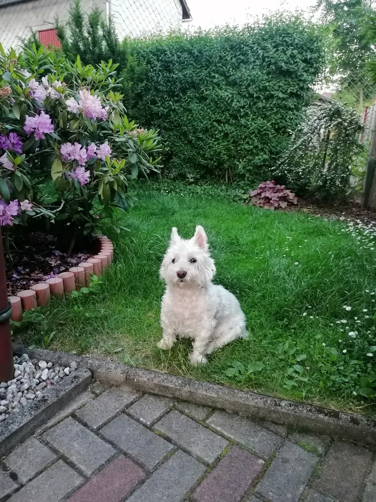 Image from Fluffi