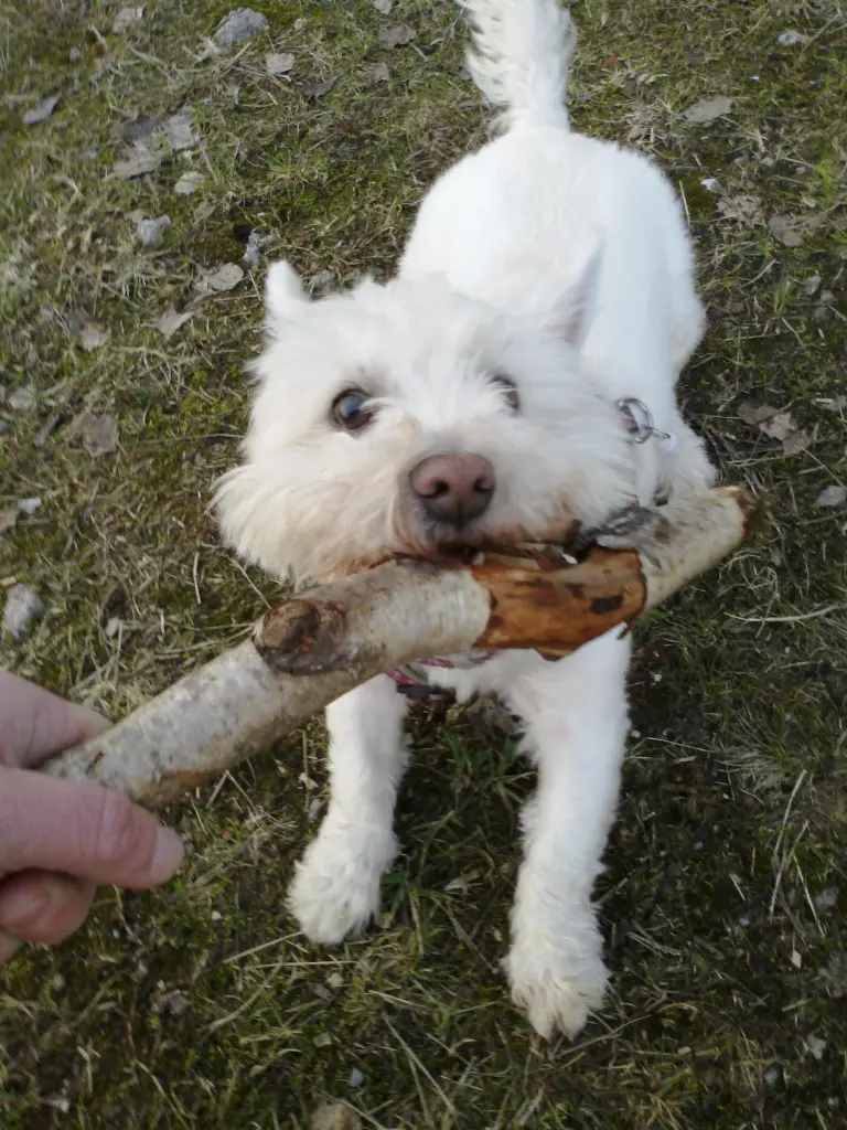 Image from Fluffi