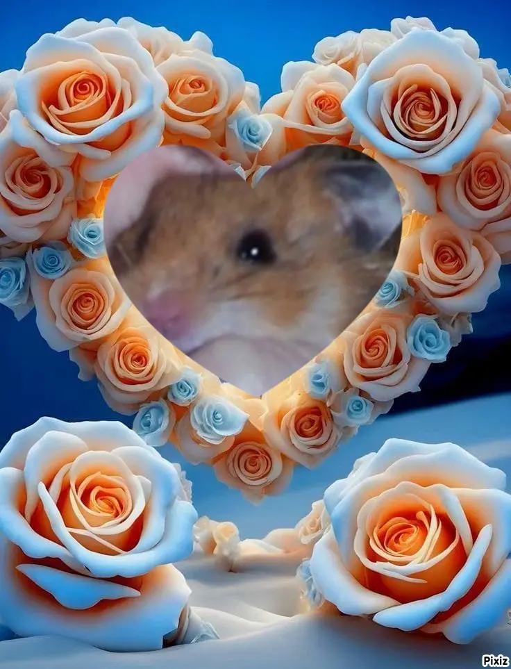 Condolence image of Sternchenpost ⭐
