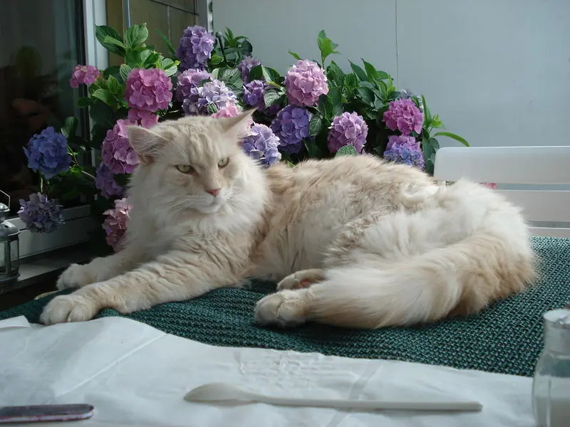 Condolence image of Bettina