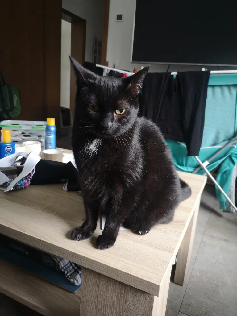 Image from Gismo