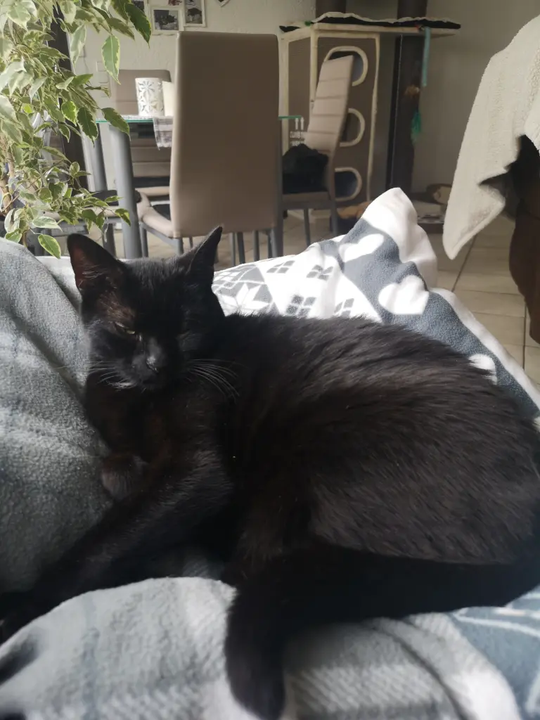 Image from Gismo