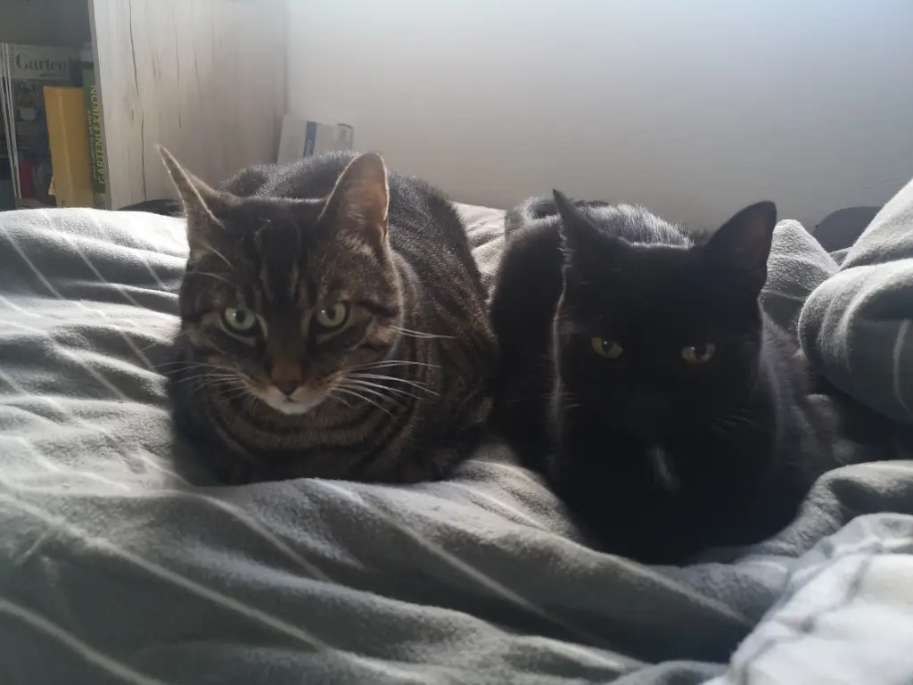Image from Gismo
