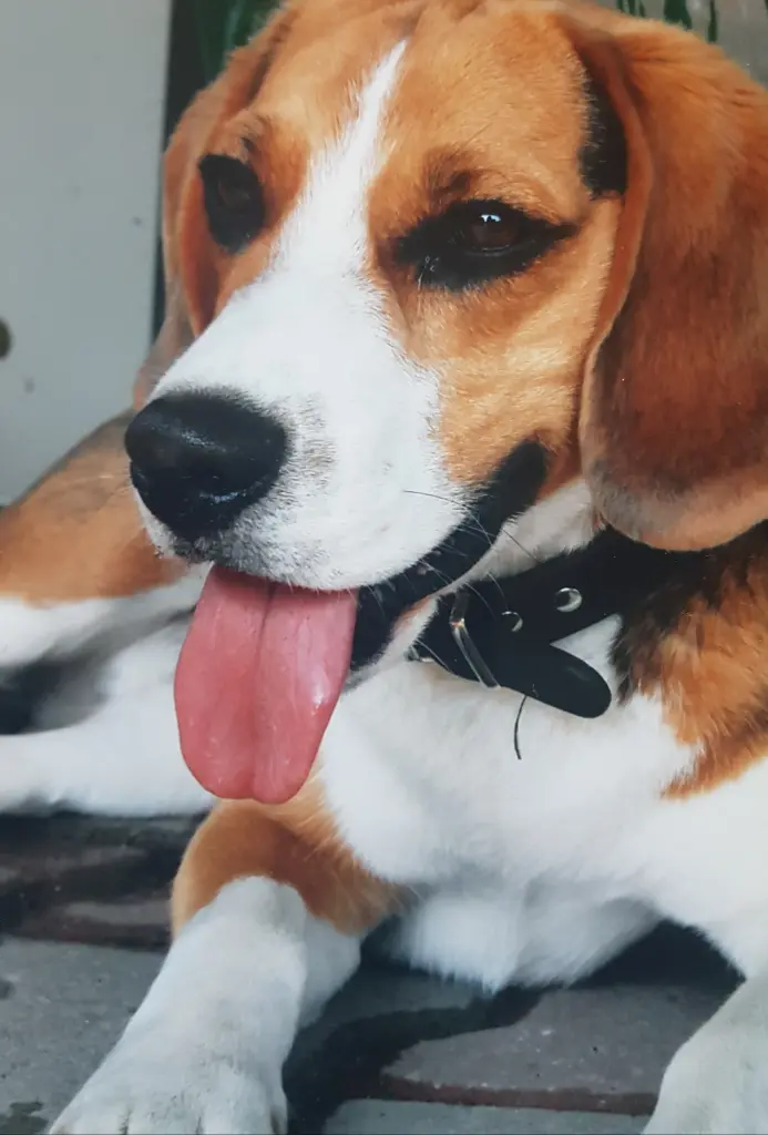 Bild von Henry