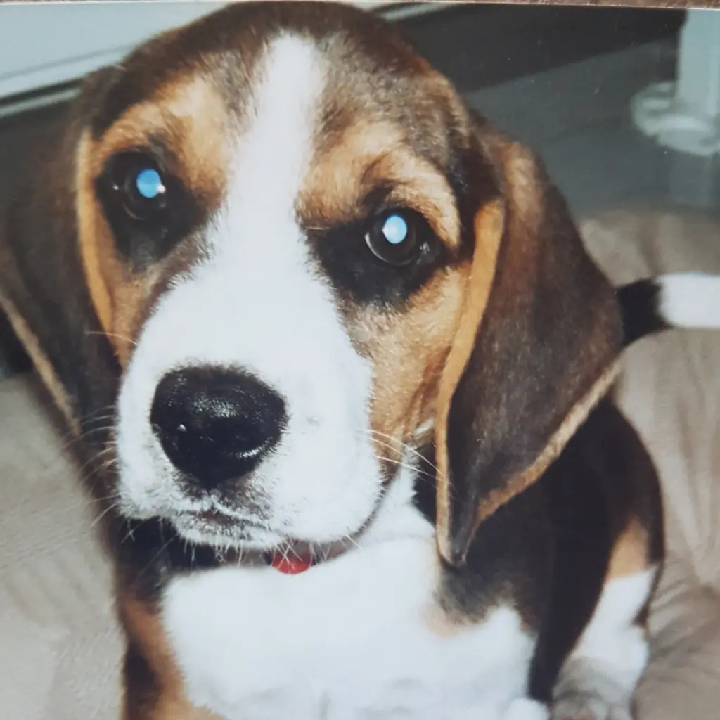 Bild von Henry