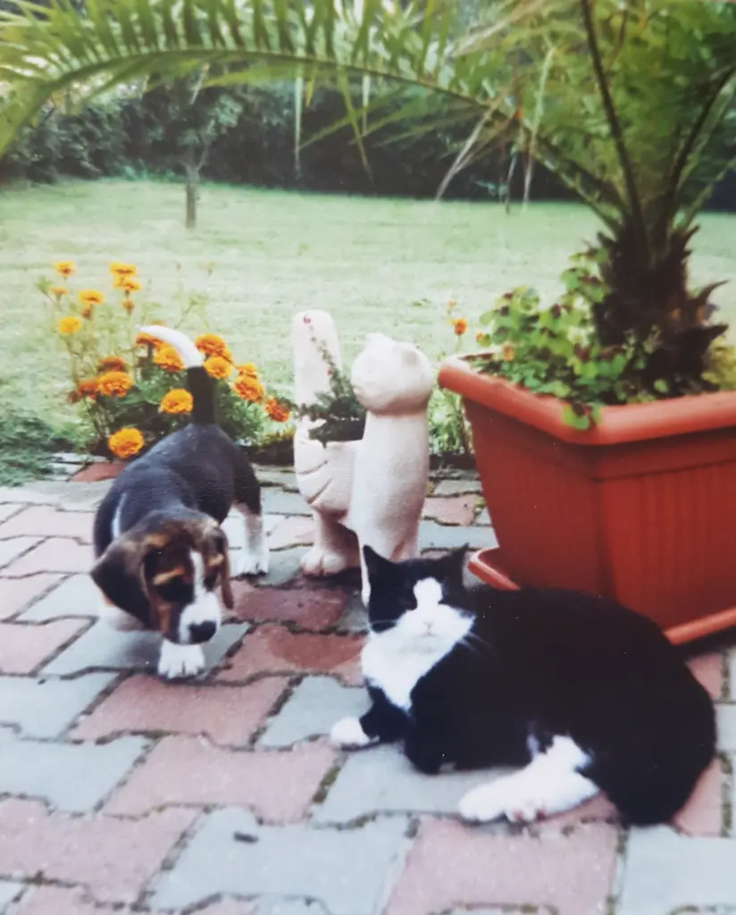 Bild von Henry