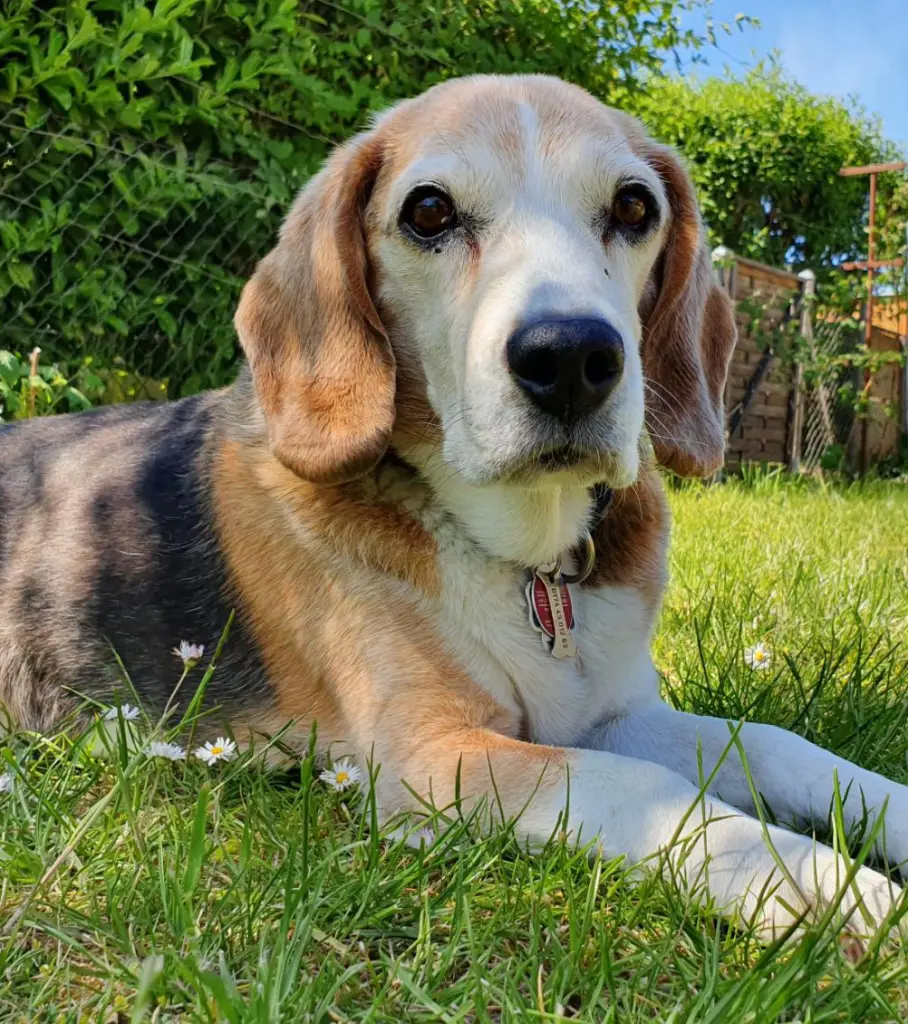 Bild von Henry